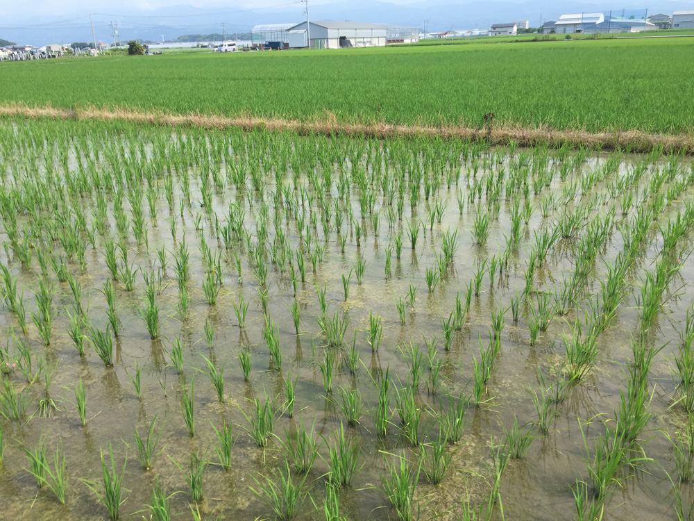 田んぼ5月-1