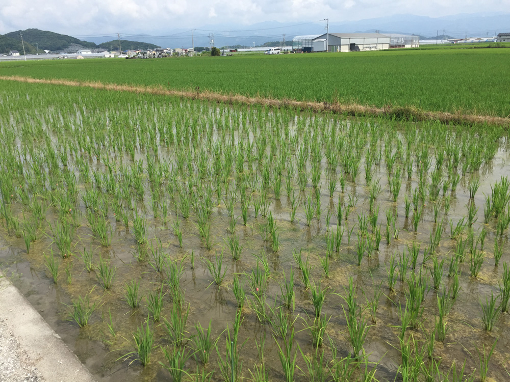 田んぼ5月-2