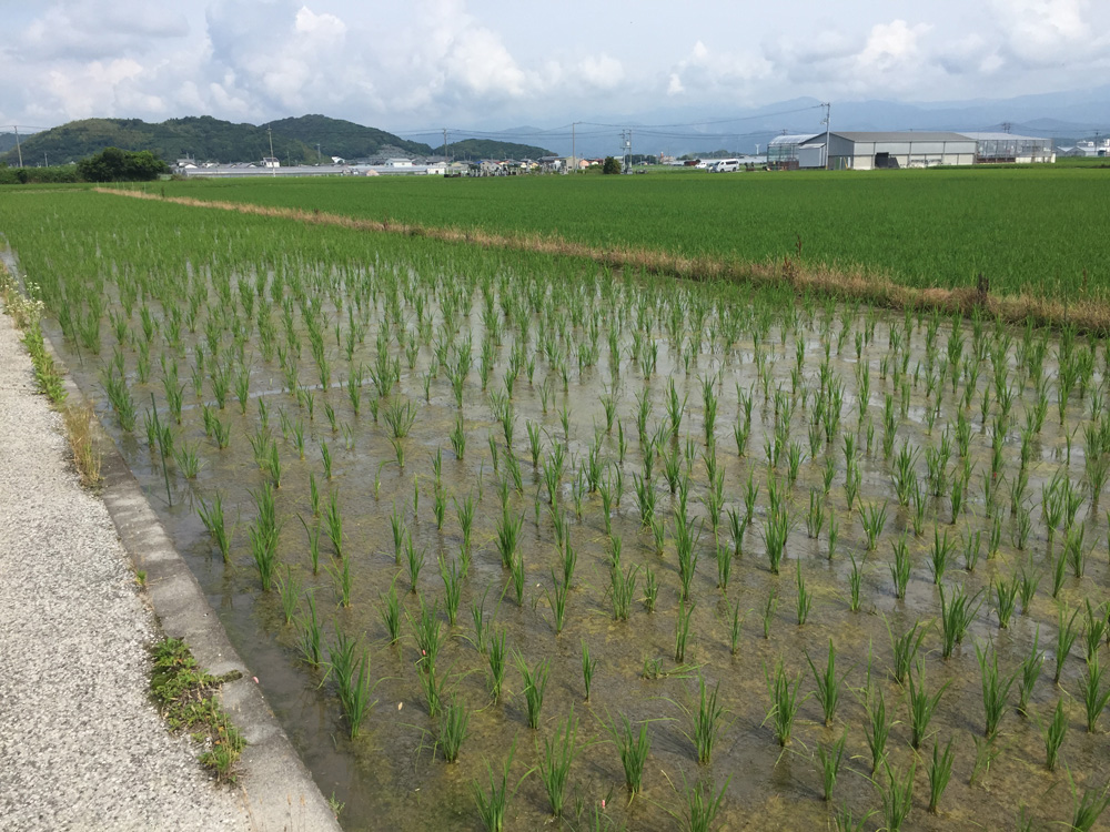 田んぼ5月-3