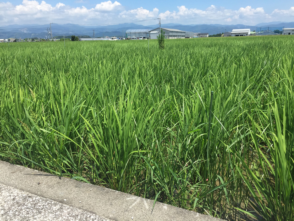 田んぼ7月-7