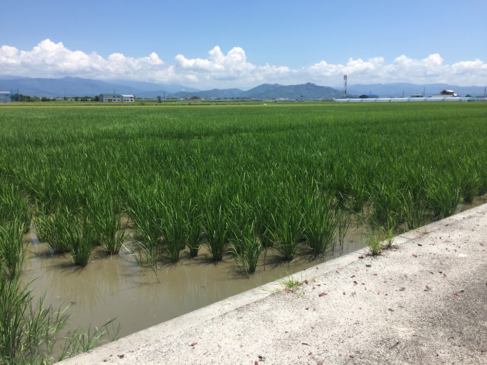 田んぼ7月-9