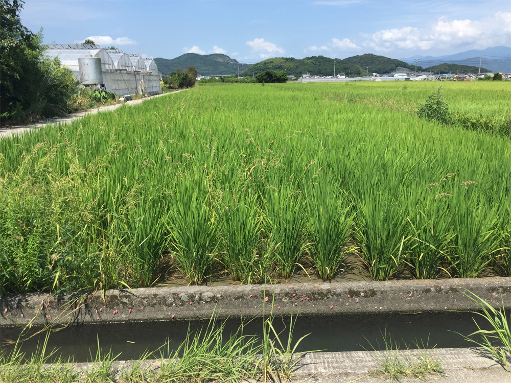 田んぼ8月-1