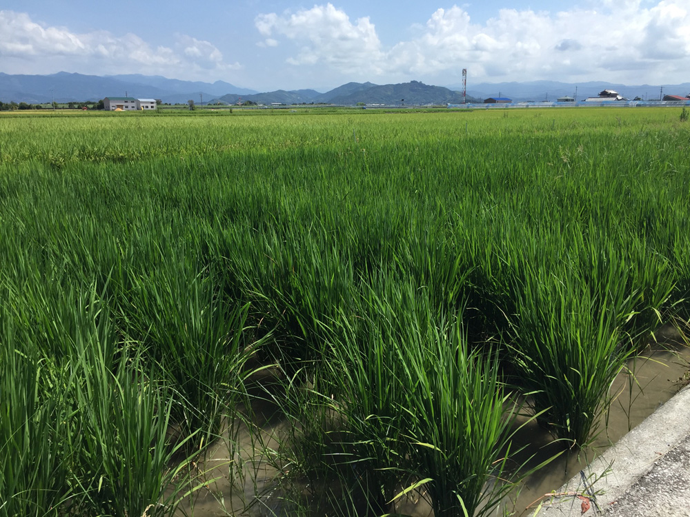 田んぼ8月-7 のコピー