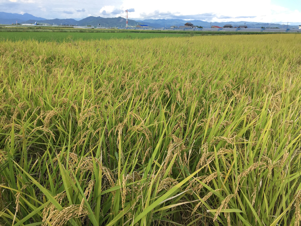 田んぼ9月2-6